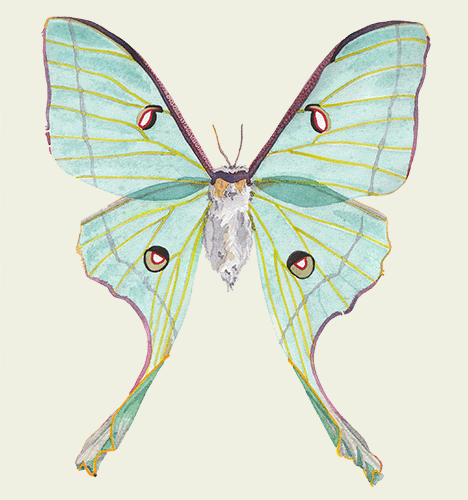 Luna Moth Watercolor