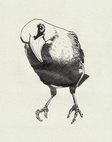 Raven Pencil Drawing